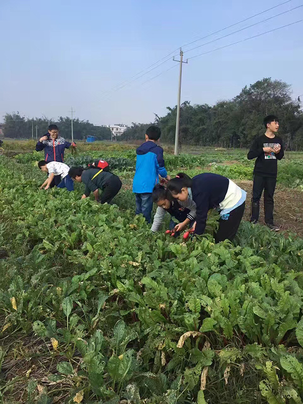 农家乐拔萝卜4.jpg