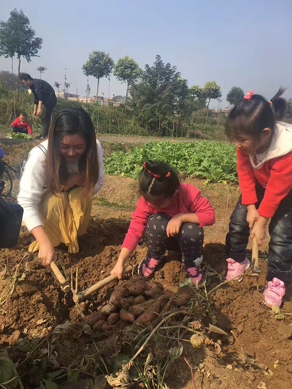 农家乐挖红薯2.jpg