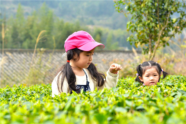 茶园美景 (2).jpg