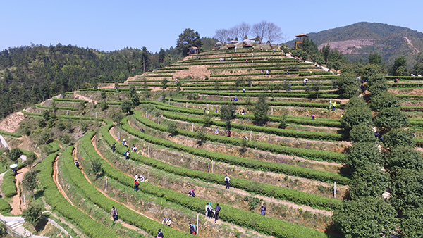 航拍基地茶园美景 (2).jpg