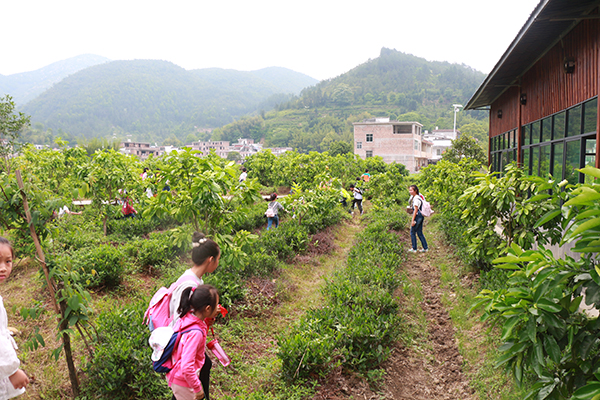 园村茶园基地寻宝.jpg
