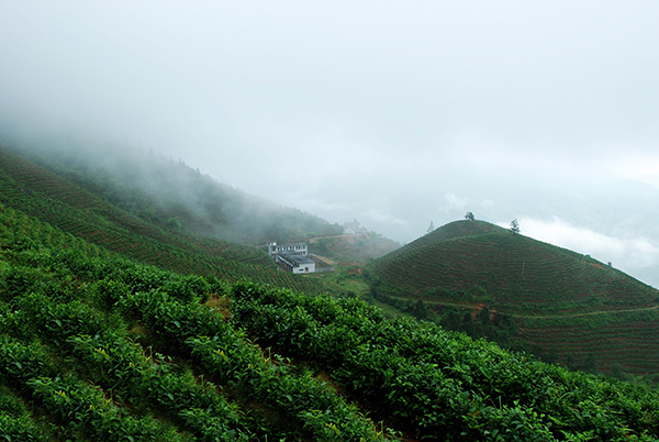 赤水仙高山有机茶园基地.jpg