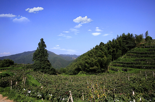 君子谷野生刺葡萄选优品系生态种植园7.jpg