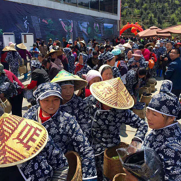 采茶季.jpg