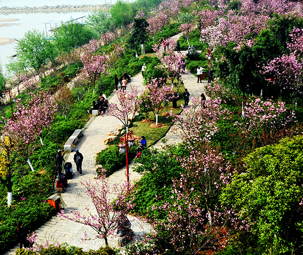 赣县樱花公园.jpg