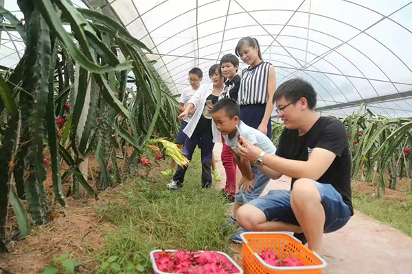 火龙果采摘.jpg