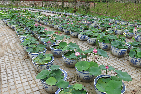 观赏花莲种植区.jpg