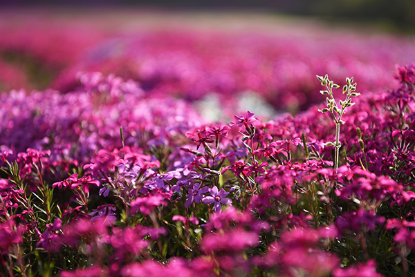 船仓花海6.jpg