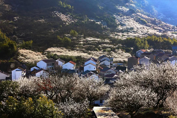 三溪梅花图.jpg