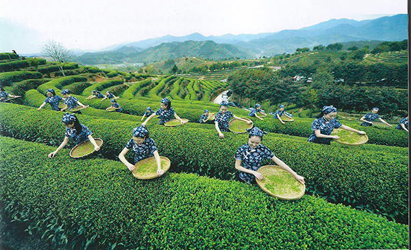 金观音白天鹅农林观光园（茶园）.jpg