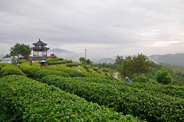 金观音白天鹅农林观光园（观音亭）.jpg