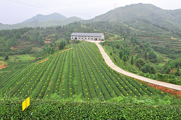 兰巨省级现代农业园区 (茶叶基地).jpg
