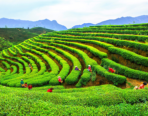 采摘春茶.jpg