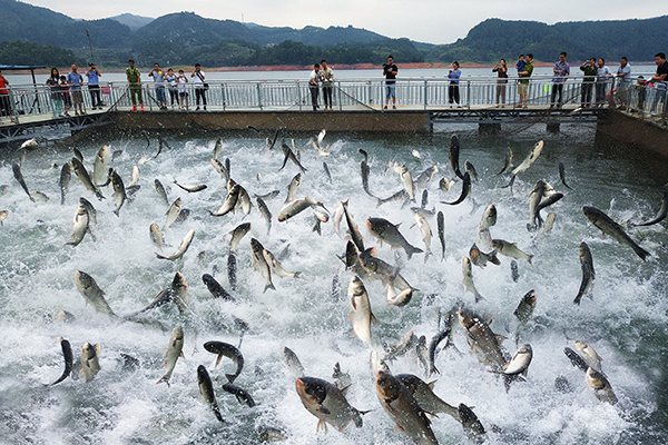 千鱼飞跃.jpg