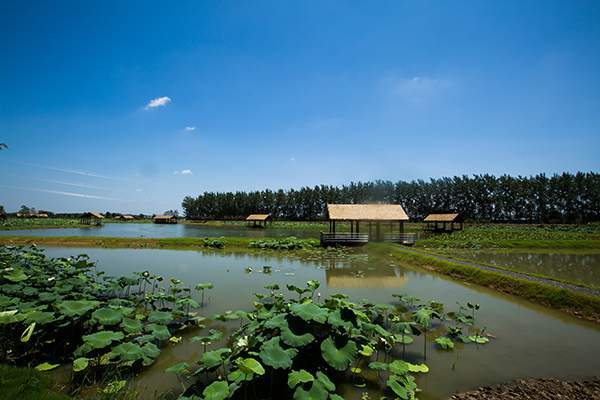 水八仙种植区.jpg