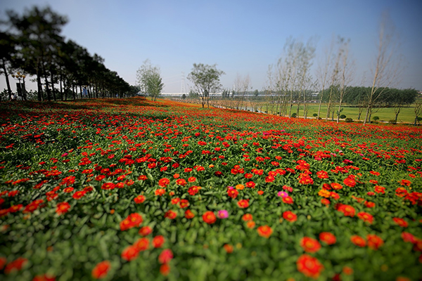 雨发花海.jpg