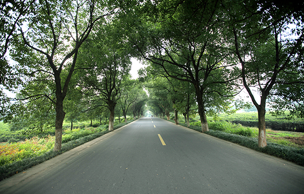 张灵慕公路.jpg