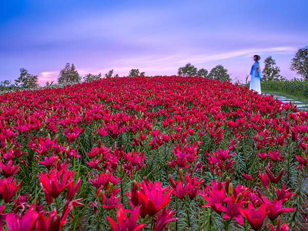 百合花海2.jpg