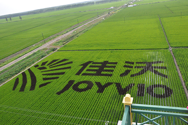 八五六农场水稻.jpg