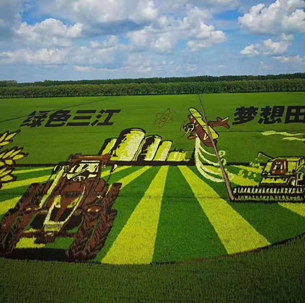 稻田画.jpg