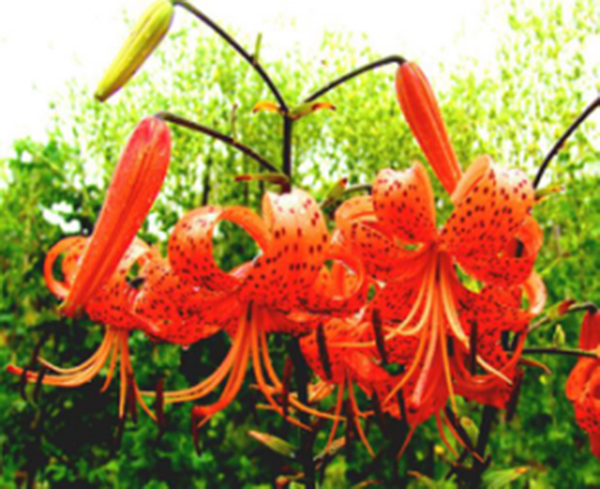 百合花3.jpg