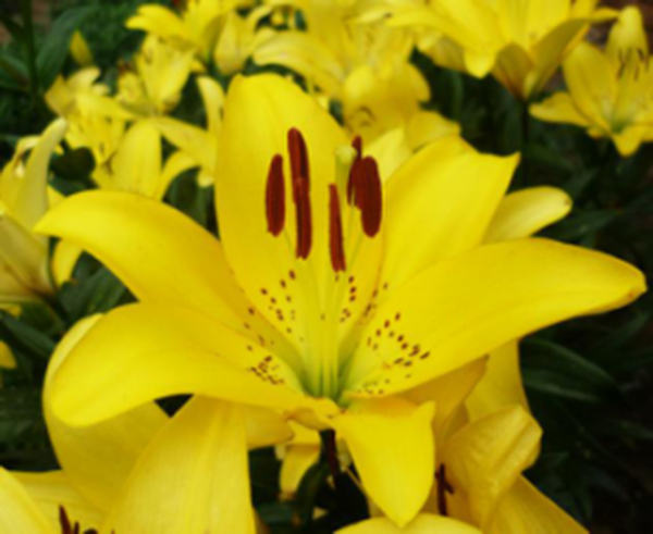 百合花7.jpg