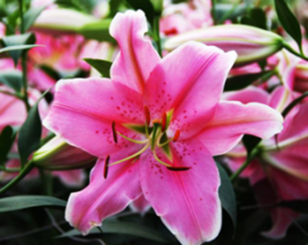 百合花9.jpg