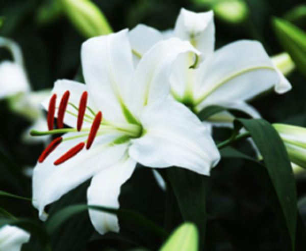 百合花10.jpg