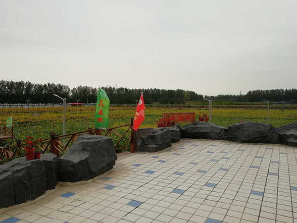 阳光花海.jpg