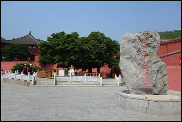 菩提树.jpg