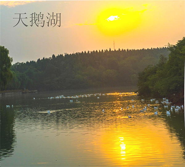 银杏风景区天鹅湖.jpg