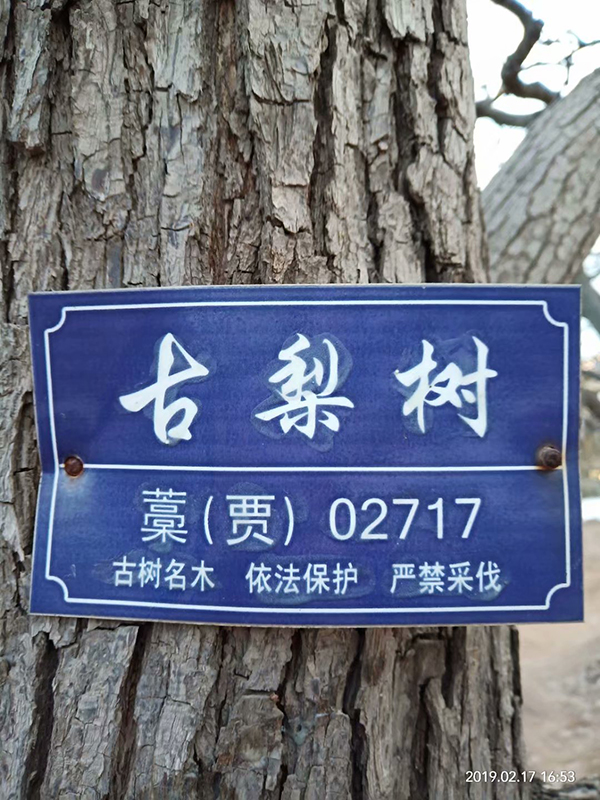 古梨树.jpg