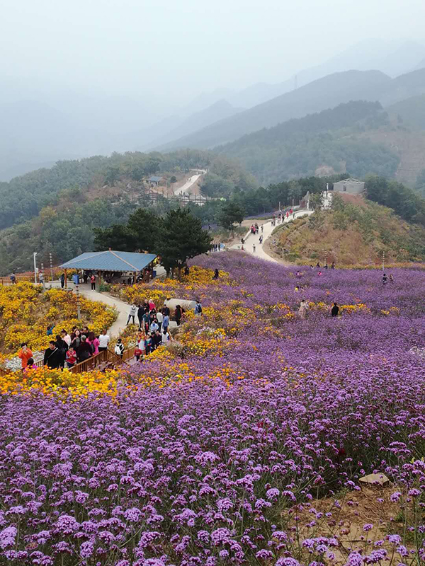 高山花海.jpg