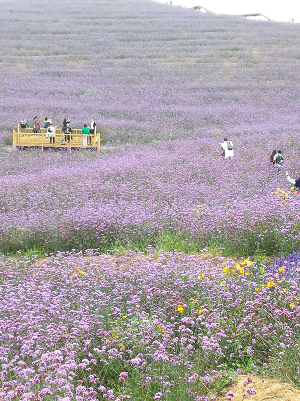 高山花海2.jpg