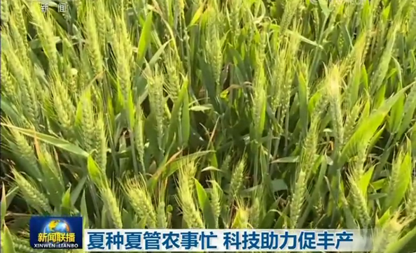 夏种夏管农事忙 科技助力促丰产[00_00_42][20200513-094851].png