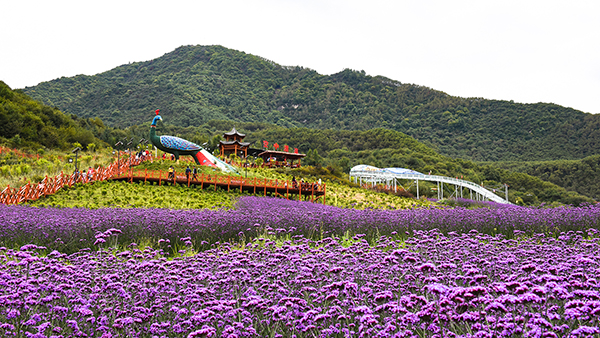 3七里花海景观1.jpg