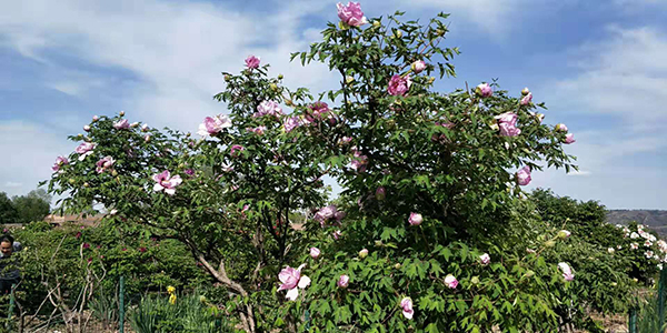 牡丹节.jpg