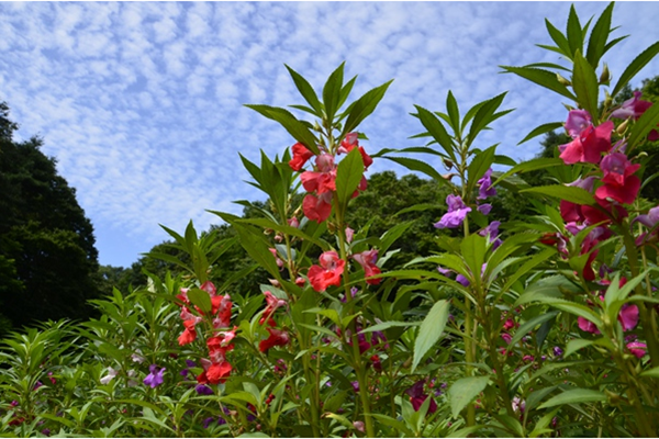 花儿朵朵开.png