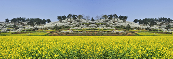 金海雪山赏花.jpg
