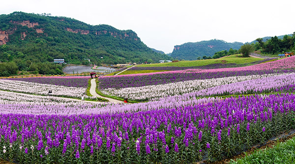 花田酒地美景.jpg