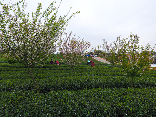 茶园花开.png
