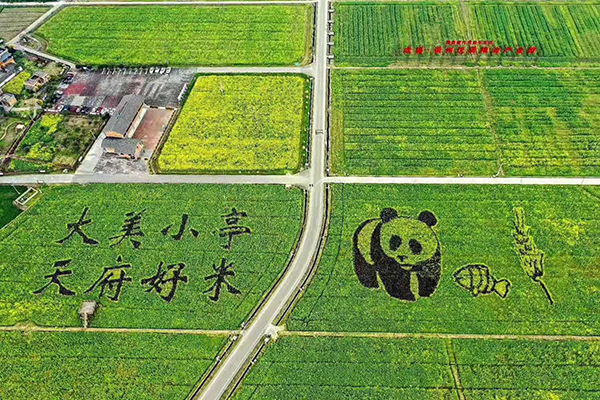 大美崇州•川西林盘 凡朴生活生态圈 十万亩粮食高产稳产高效综合示范区.jpg