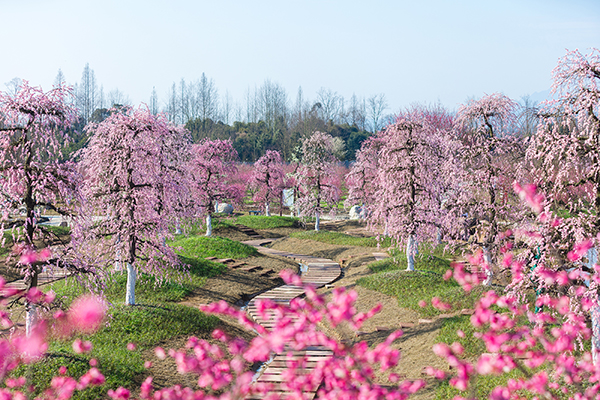 问花村1.jpg