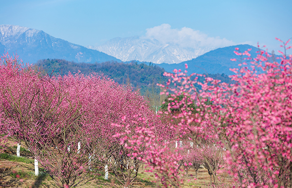 问花村3.jpg
