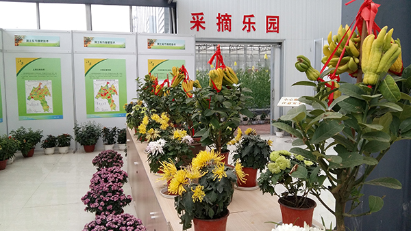 黄庄粮油科技示范园盆栽果树展示.jpg