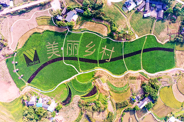 鲁能美丽乡村稻田LOGO风光.jpg