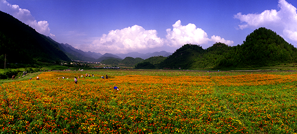 大木花谷.PNG