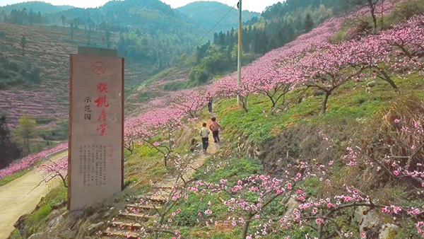 火炉脆桃1.jpg