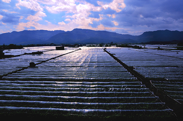 402核心区全景.jpg