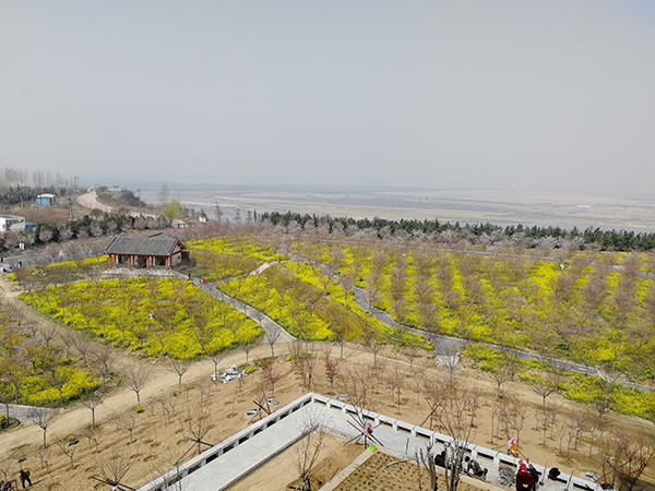 樱花2.jpg